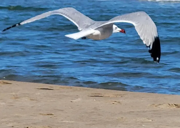 Offi Eucaliptus アパート *