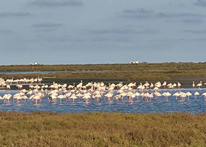 Appartement Offi Eucaliptus *