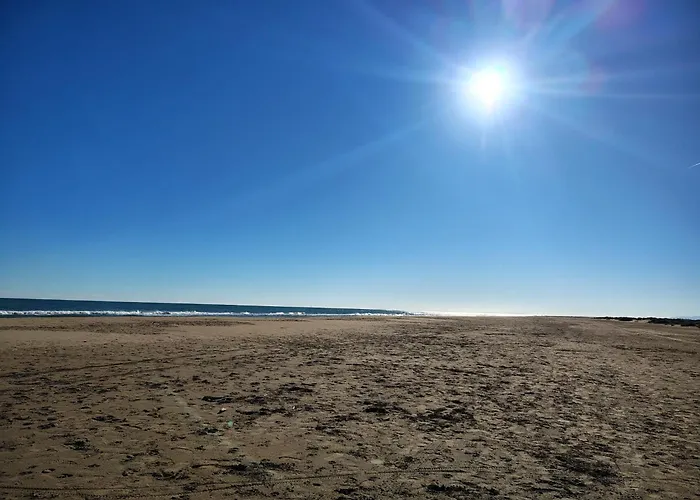 Offi Eucaliptus * L'Eucaliptus