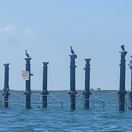 Offi Eucaliptus * L'Eucaliptus