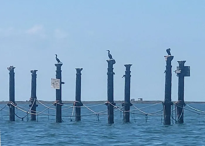 Offi Eucaliptus * L'Eucaliptus